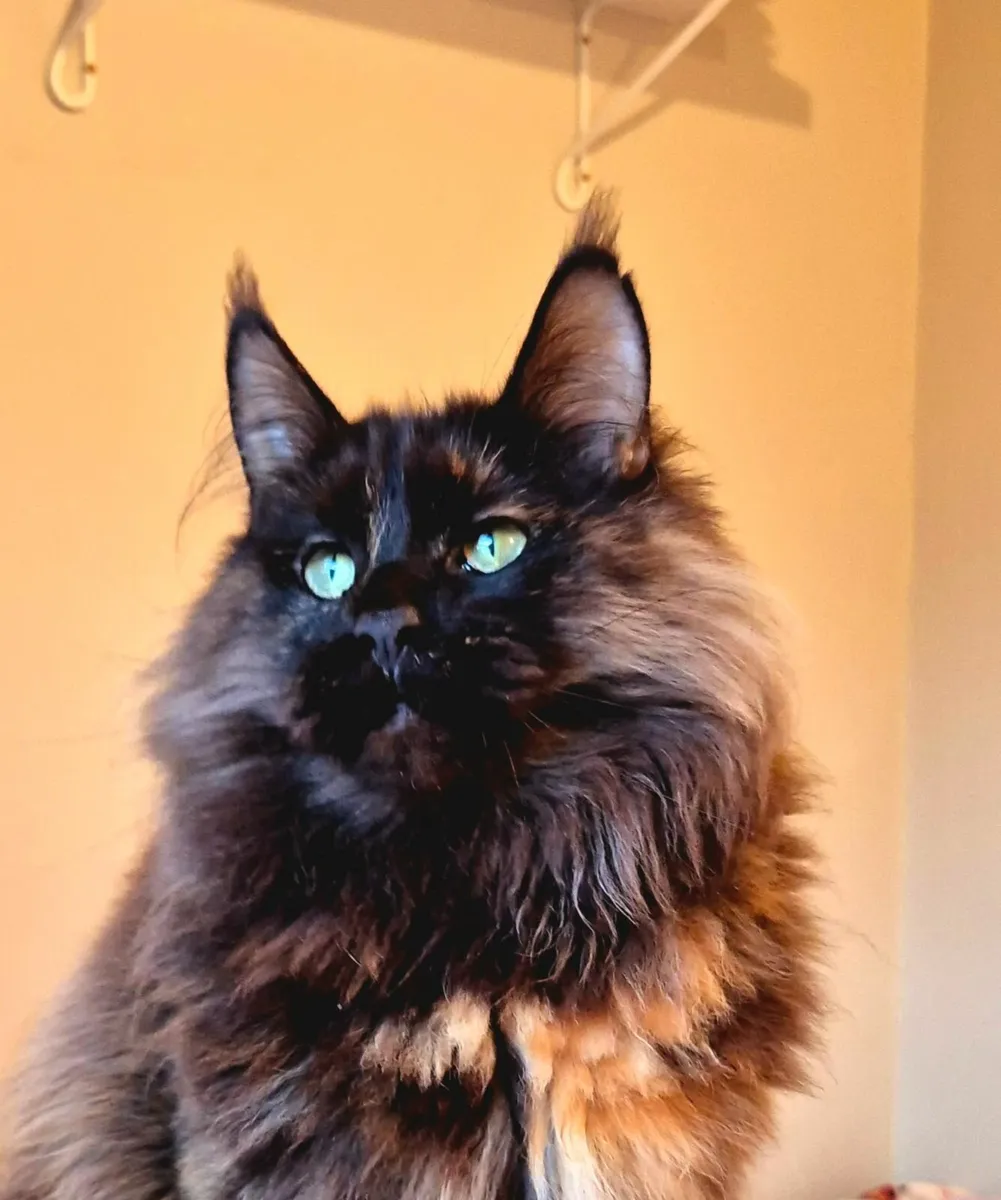 Maine coon female gccf - Image 1