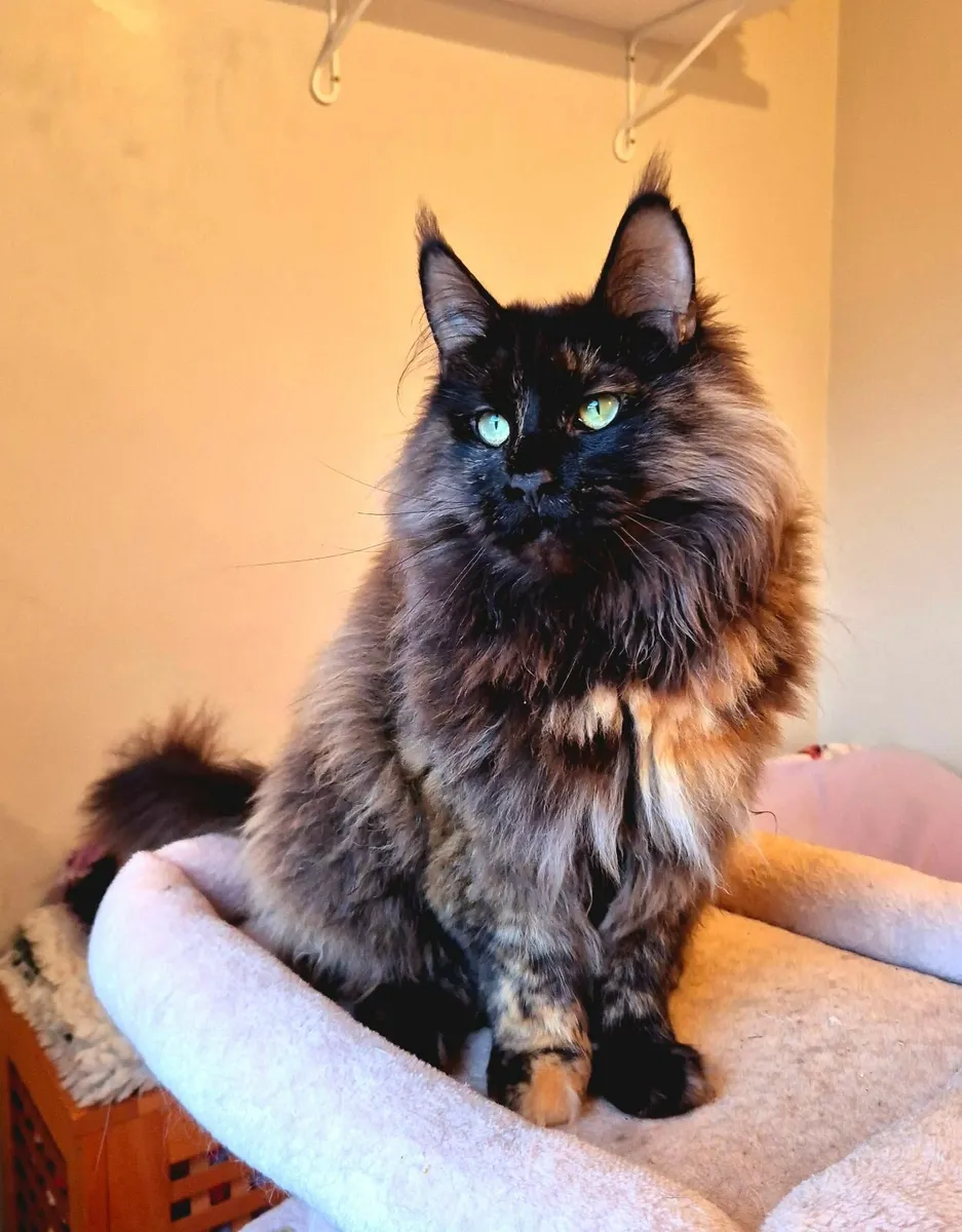 Maine coon female gccf - Image 3