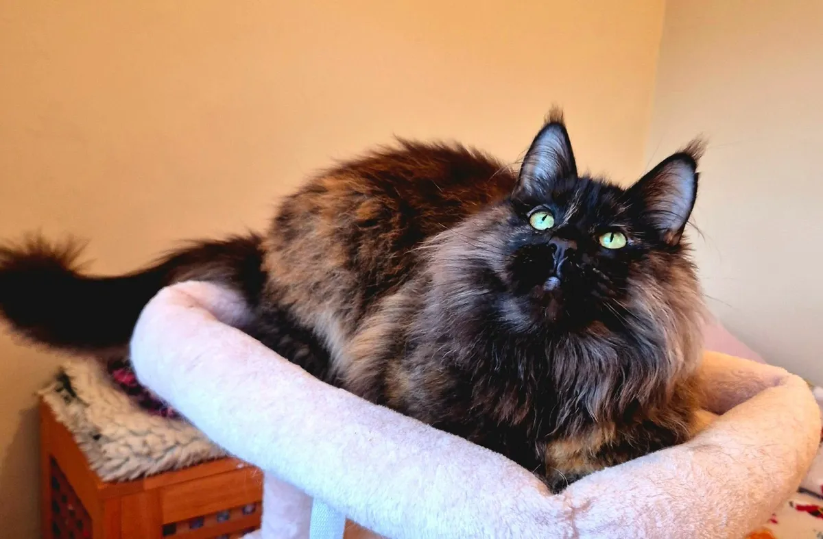 Maine coon female gccf - Image 4