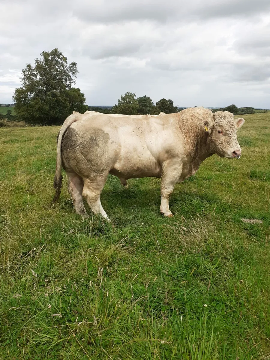 Pedigree Charolais Bull - Image 1