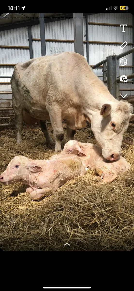 Pedigree Charolais Bull - Image 3