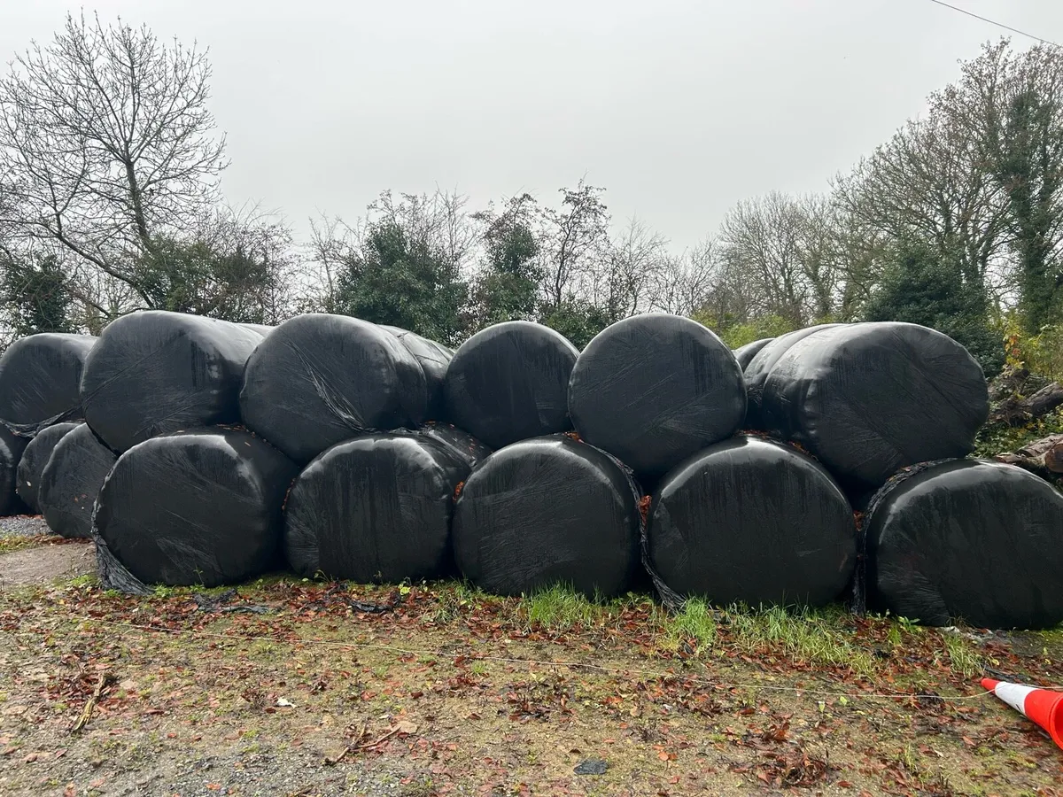 Round bales Silage - Image 2