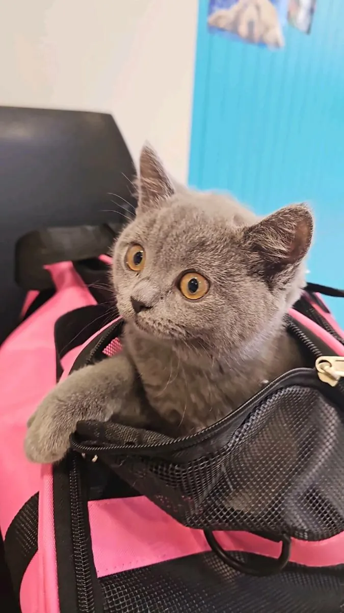 British Shorthair kittens - Image 1