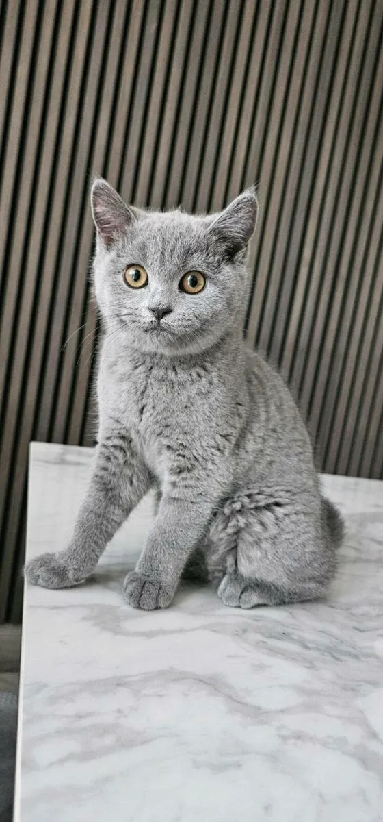 British Shorthair kittens - Image 2