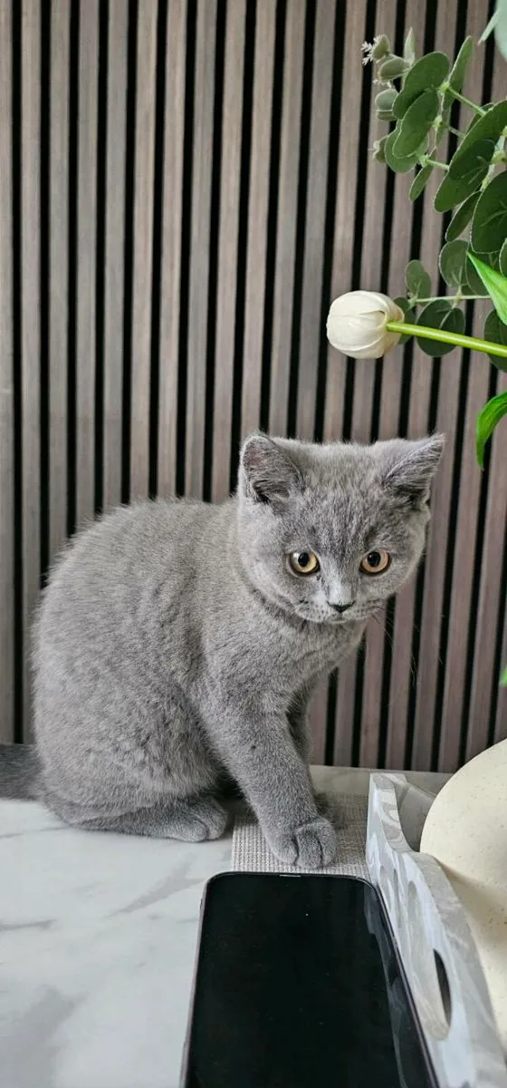 British Shorthair kittens - Image 3