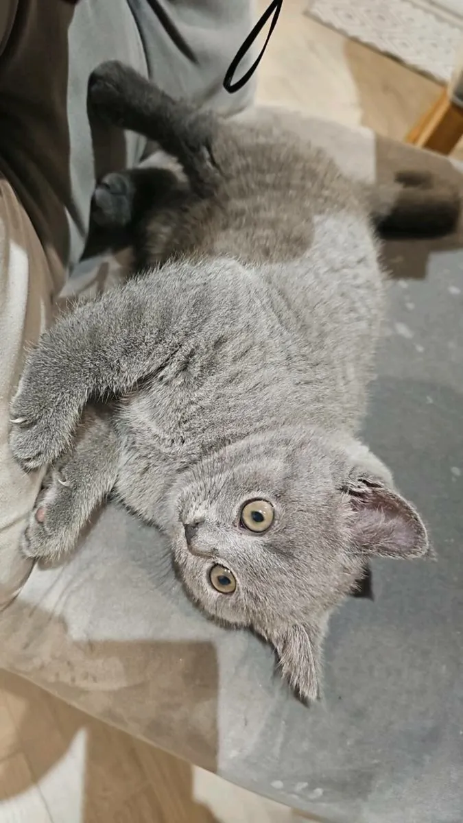 British Shorthair kittens - Image 4