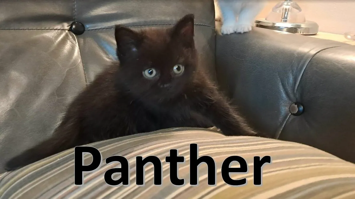 FLUFFY BLACK KITTENS FOR SALE IN KILKENNY - Image 1