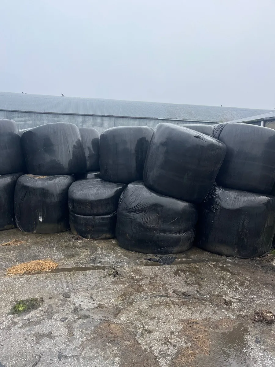 Bale silage - Image 2