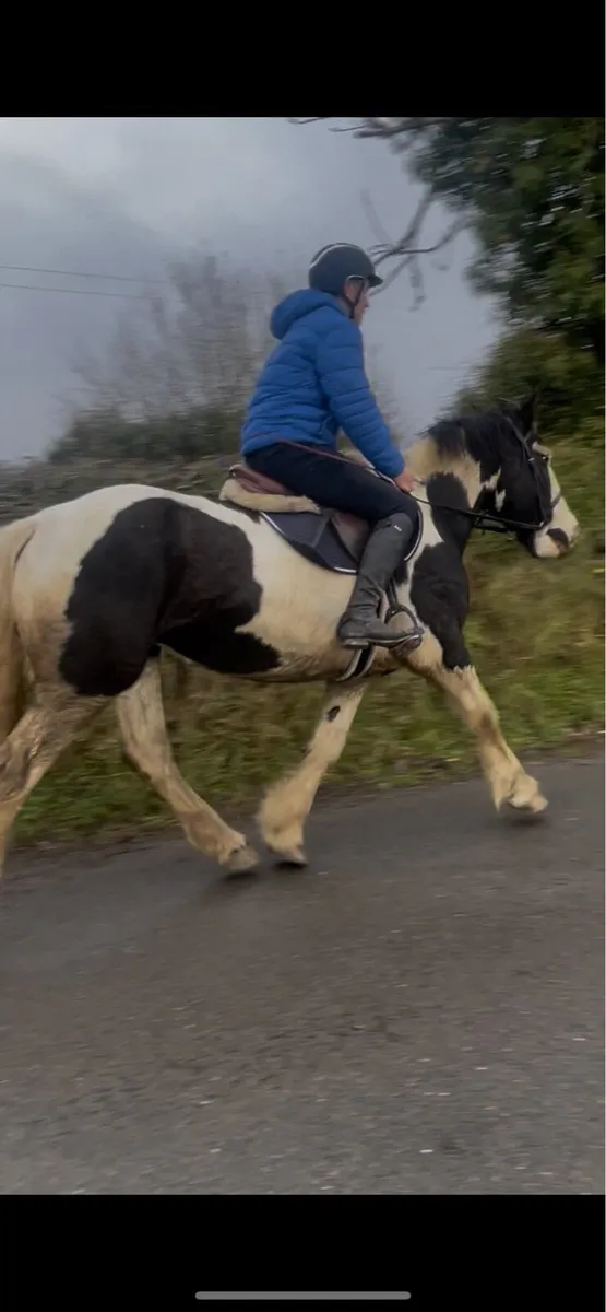 15hh hunting cob - Image 1