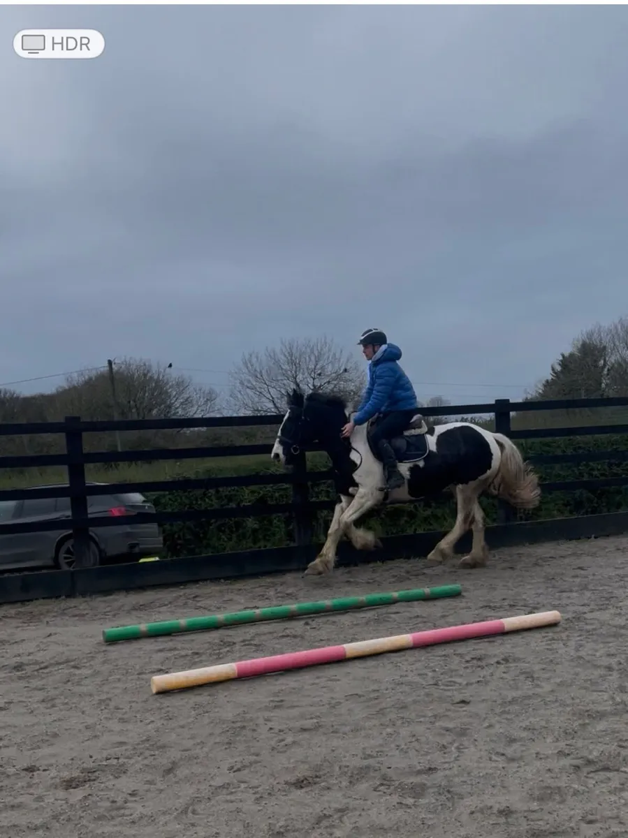15hh hunting cob - Image 3