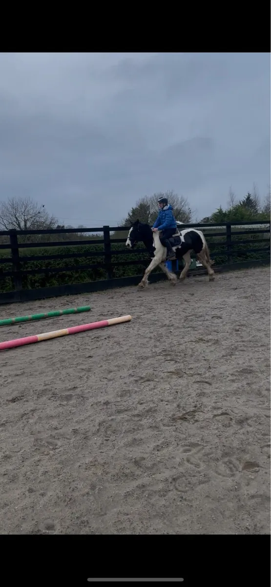 15hh hunting cob - Image 4