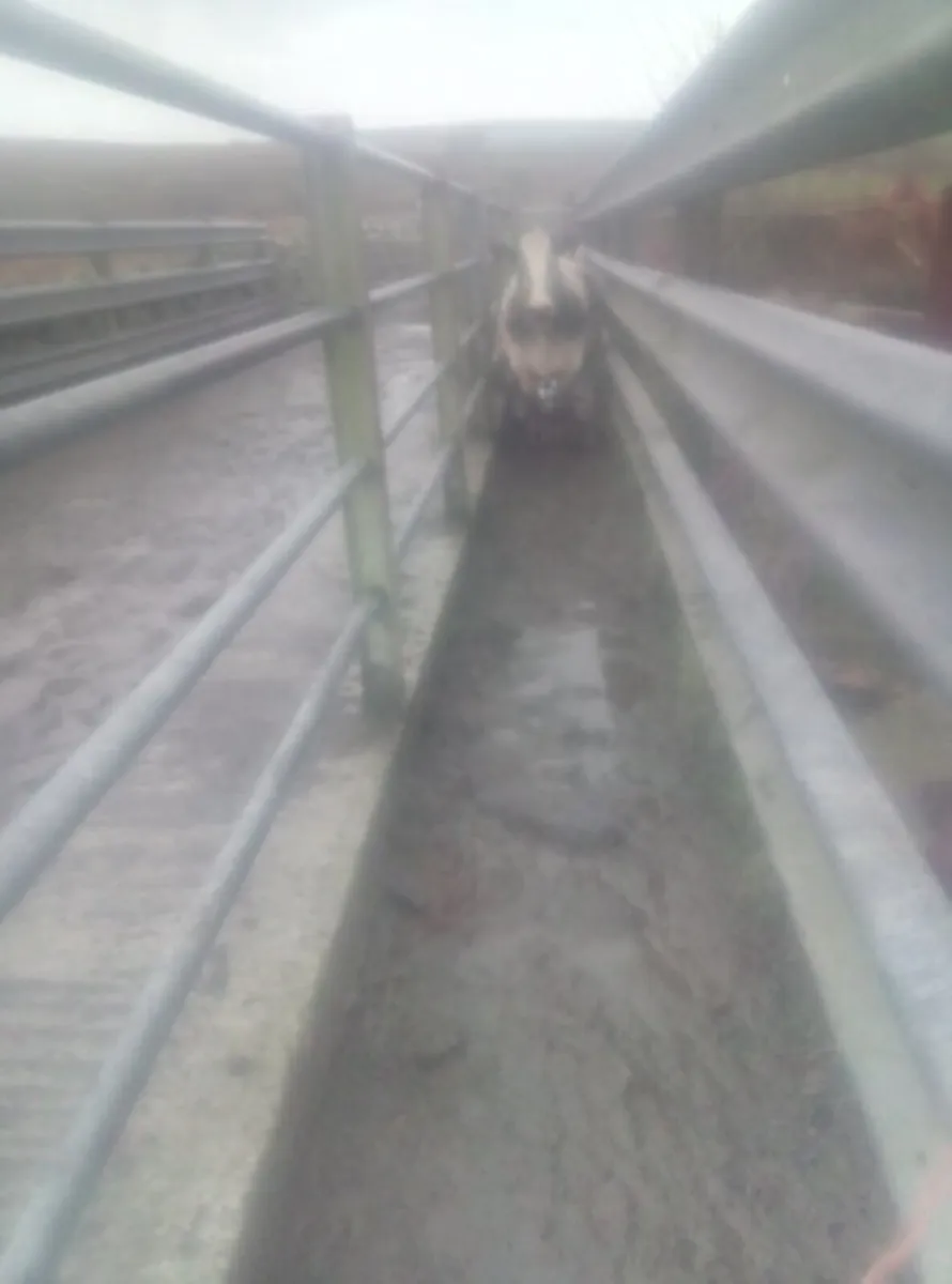 Crash Barriers for sale - Image 4