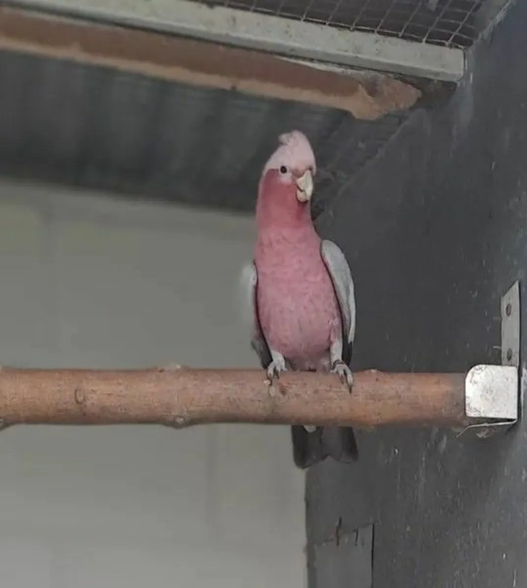 ALEXANDRENE SPLIT LUTINO COCK  + GALAH - Image 1