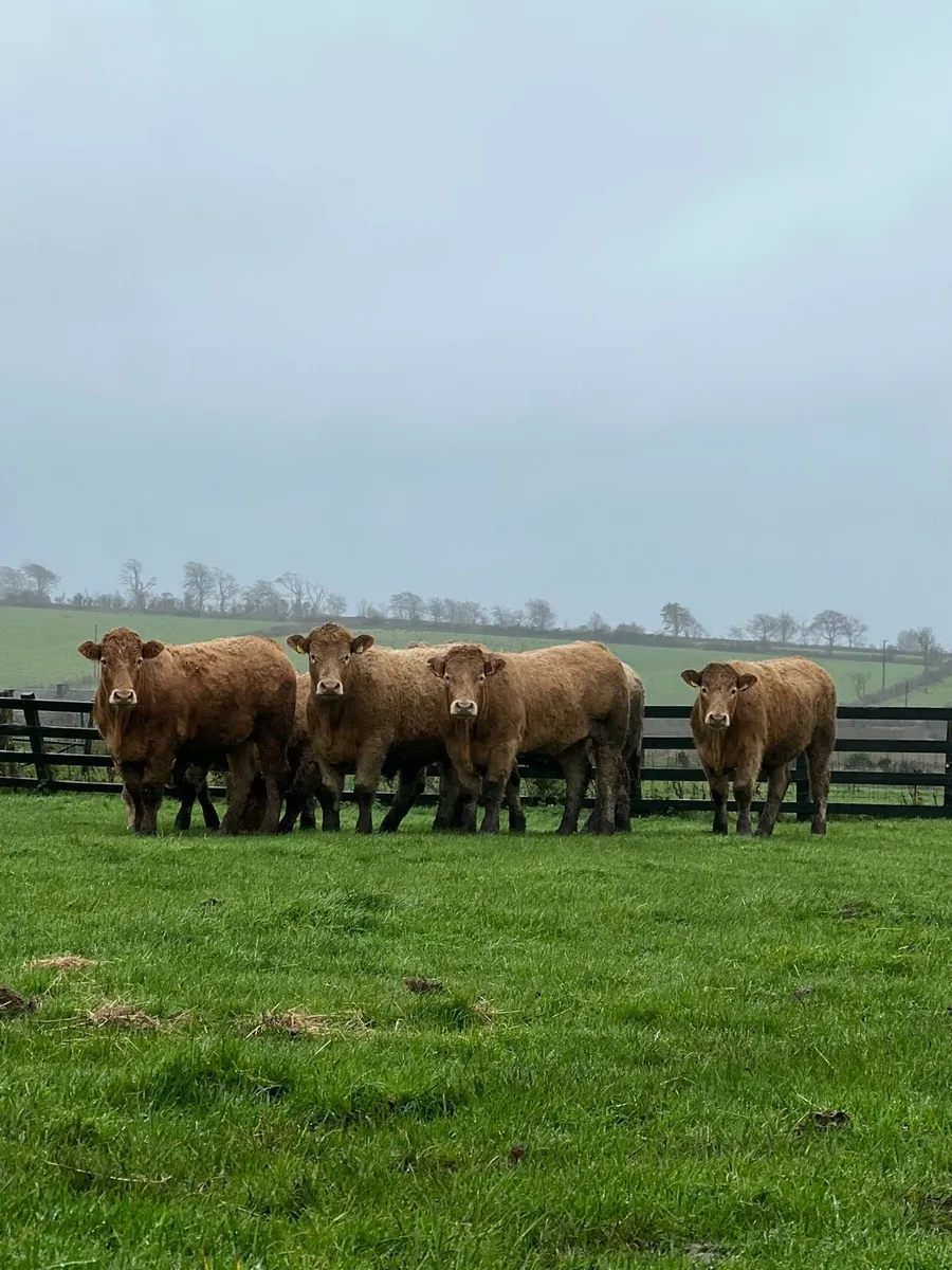 Bullocks - Image 1