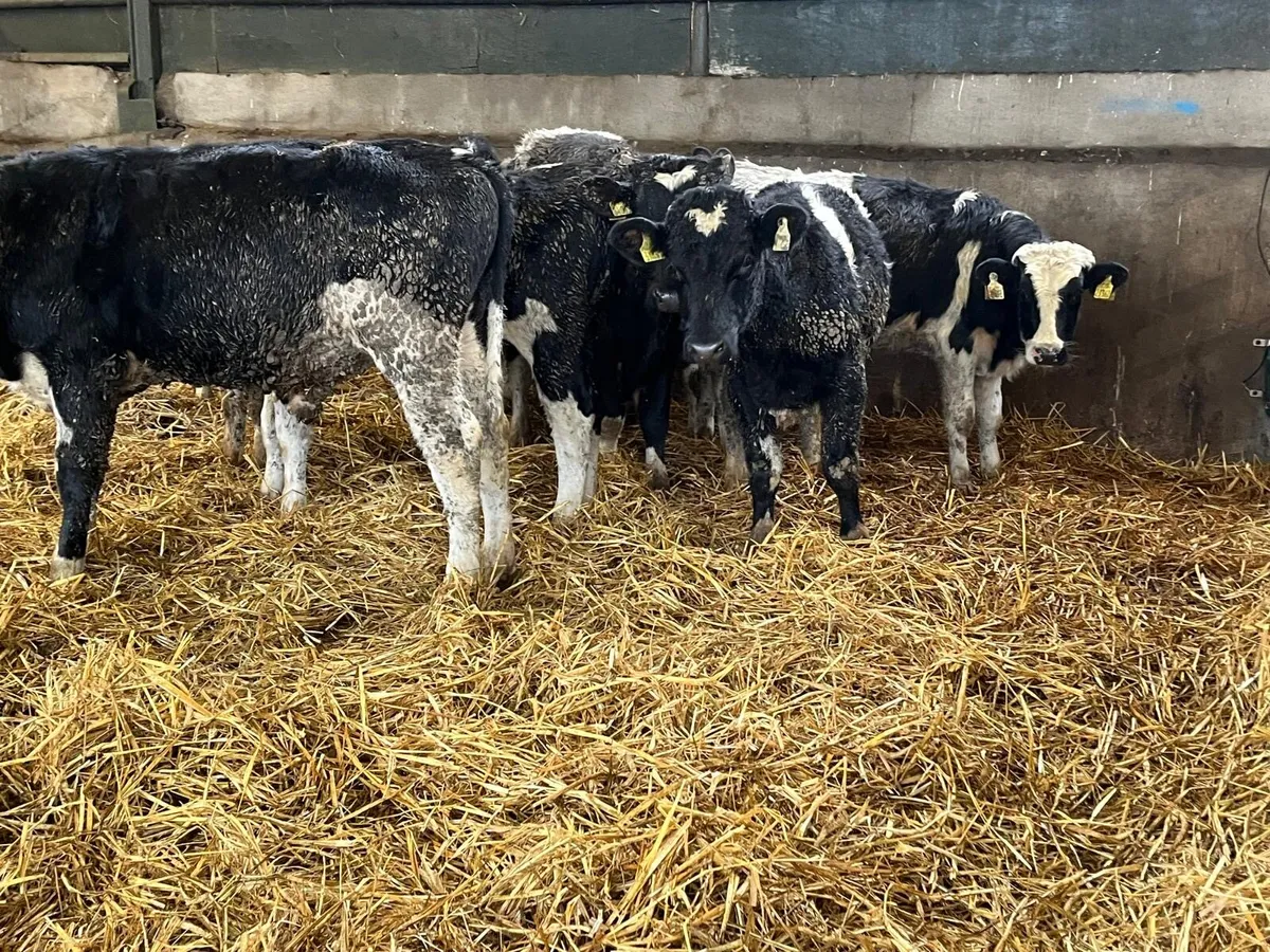 10 super  British  Frisian  bull weanlings - Image 1