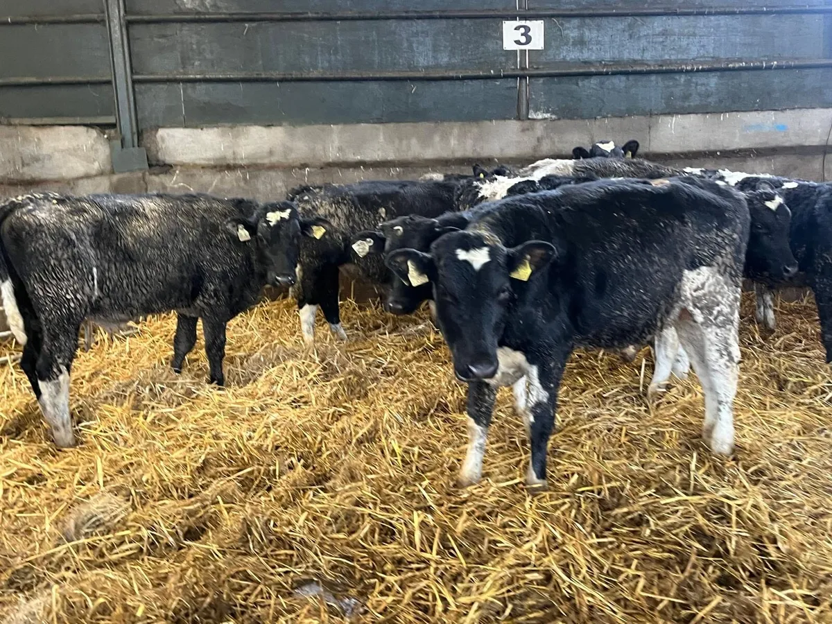 10 super  British  Frisian  bull weanlings - Image 3