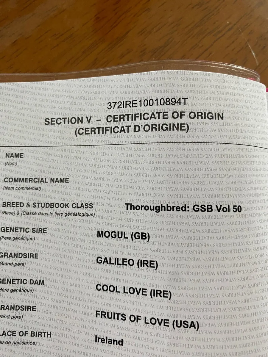 2 year old gelding - Image 1