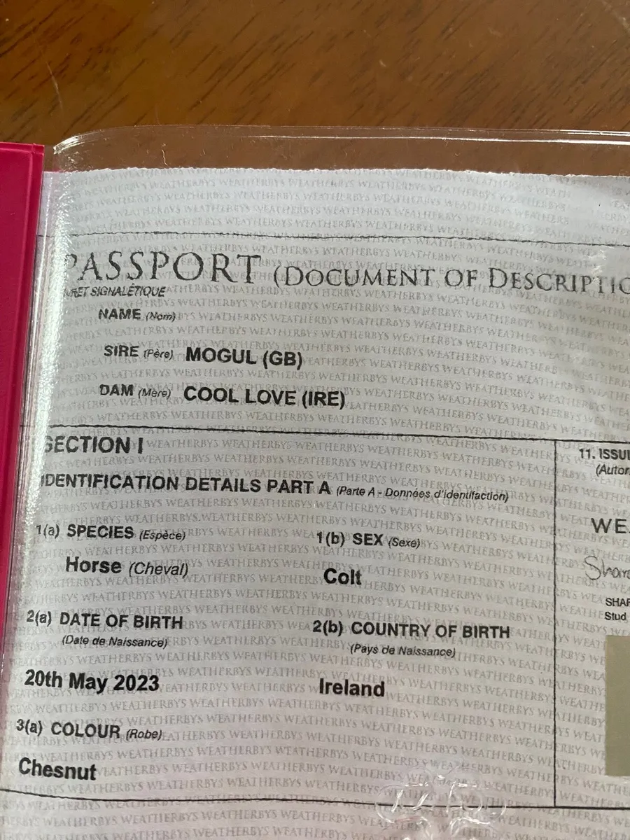 2 year old gelding - Image 2