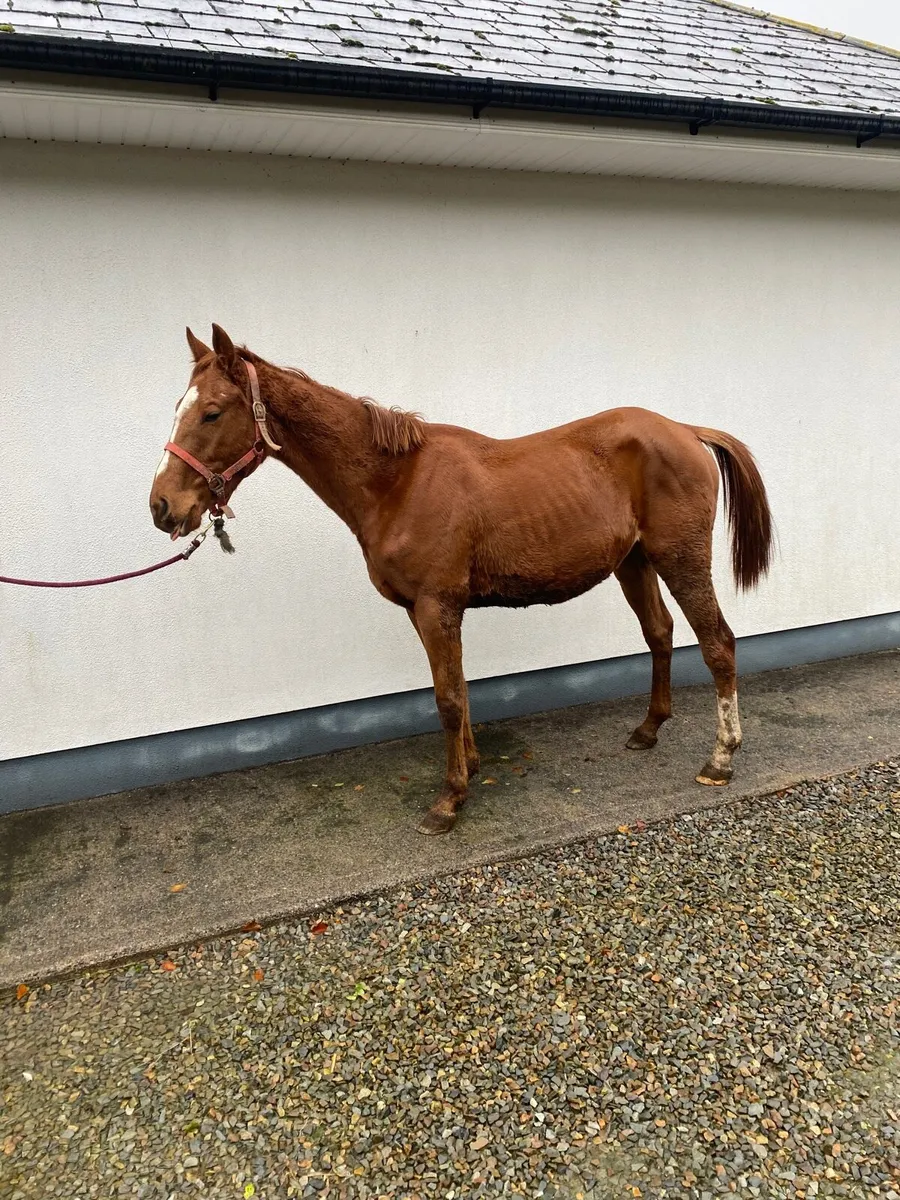 2 year old gelding - Image 3