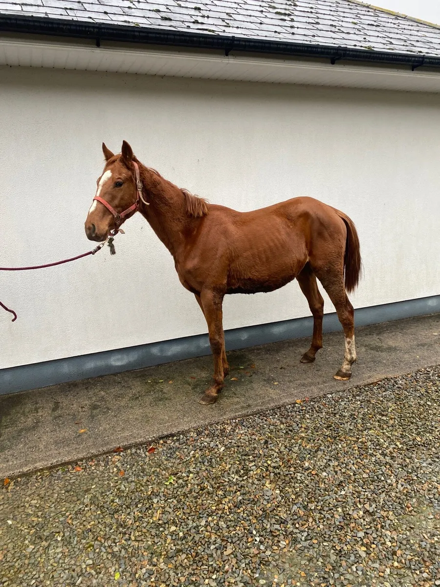 2 year old gelding - Image 4
