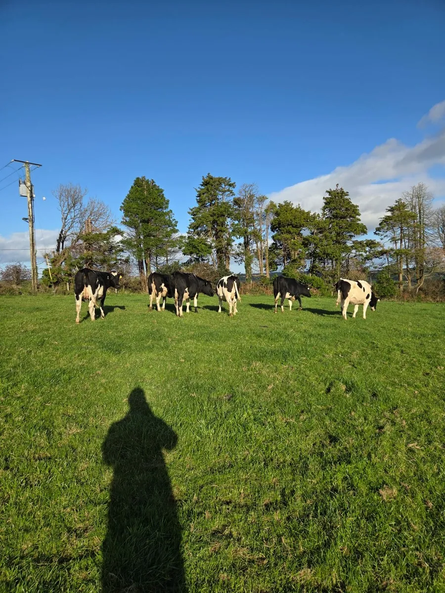 Incalf  heifers - Image 2