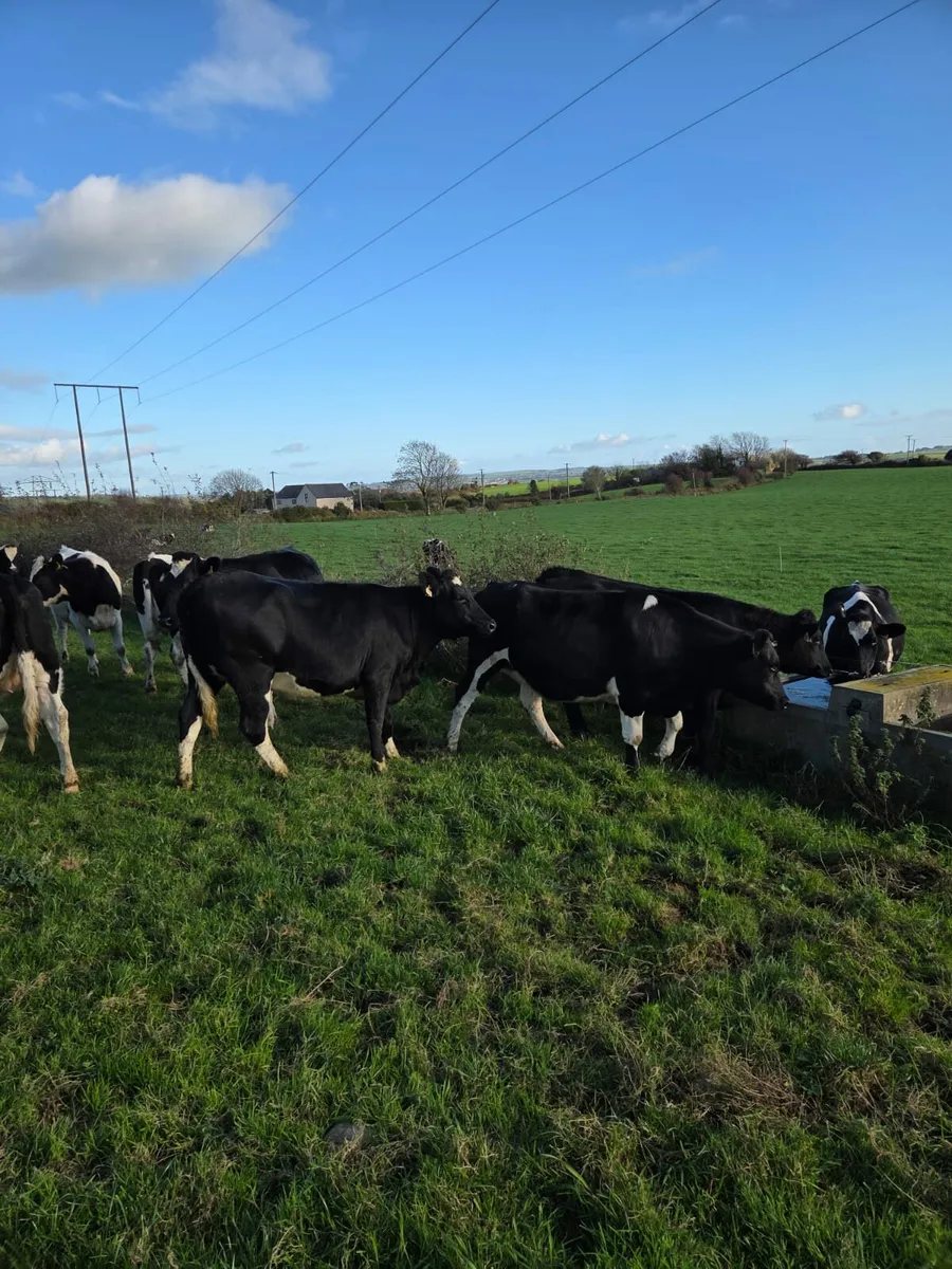 Incalf  heifers - Image 3