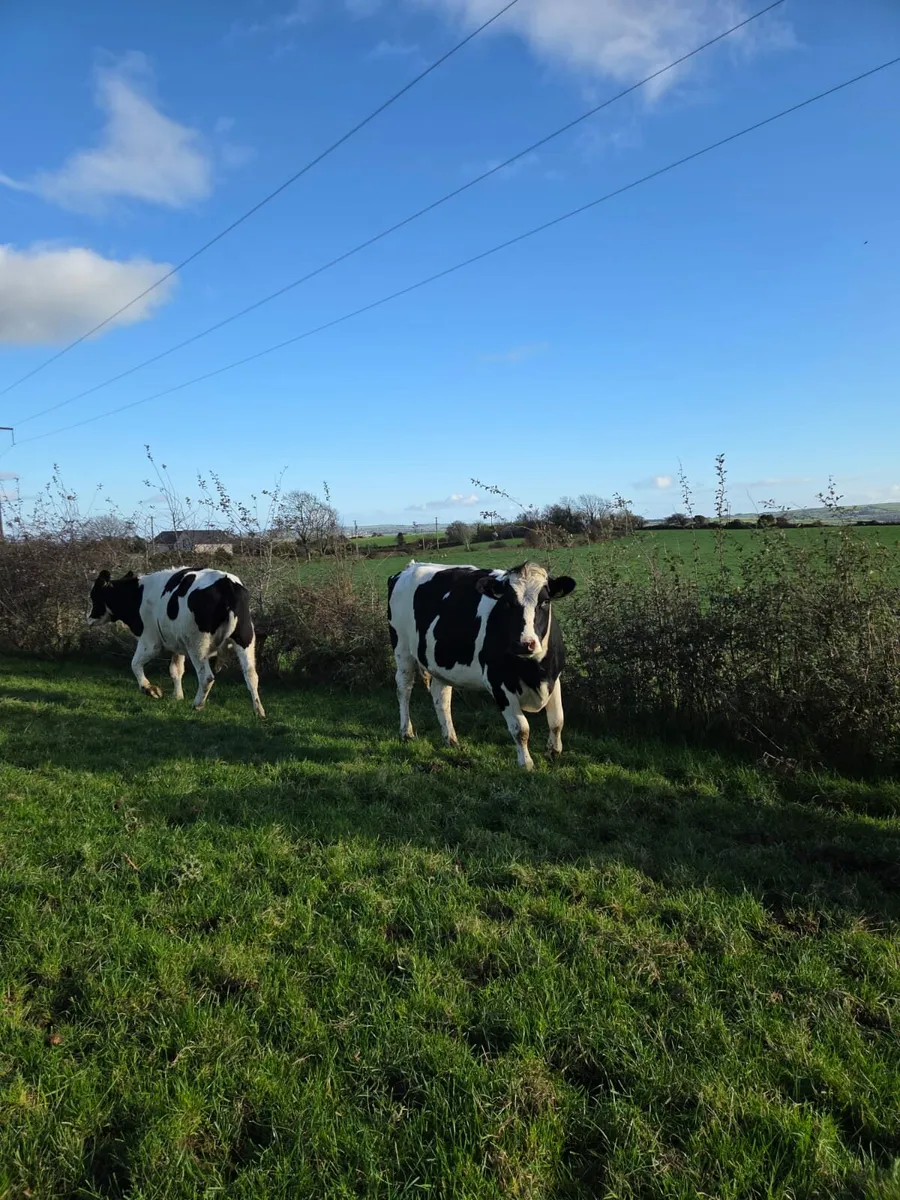 Incalf  heifers - Image 4