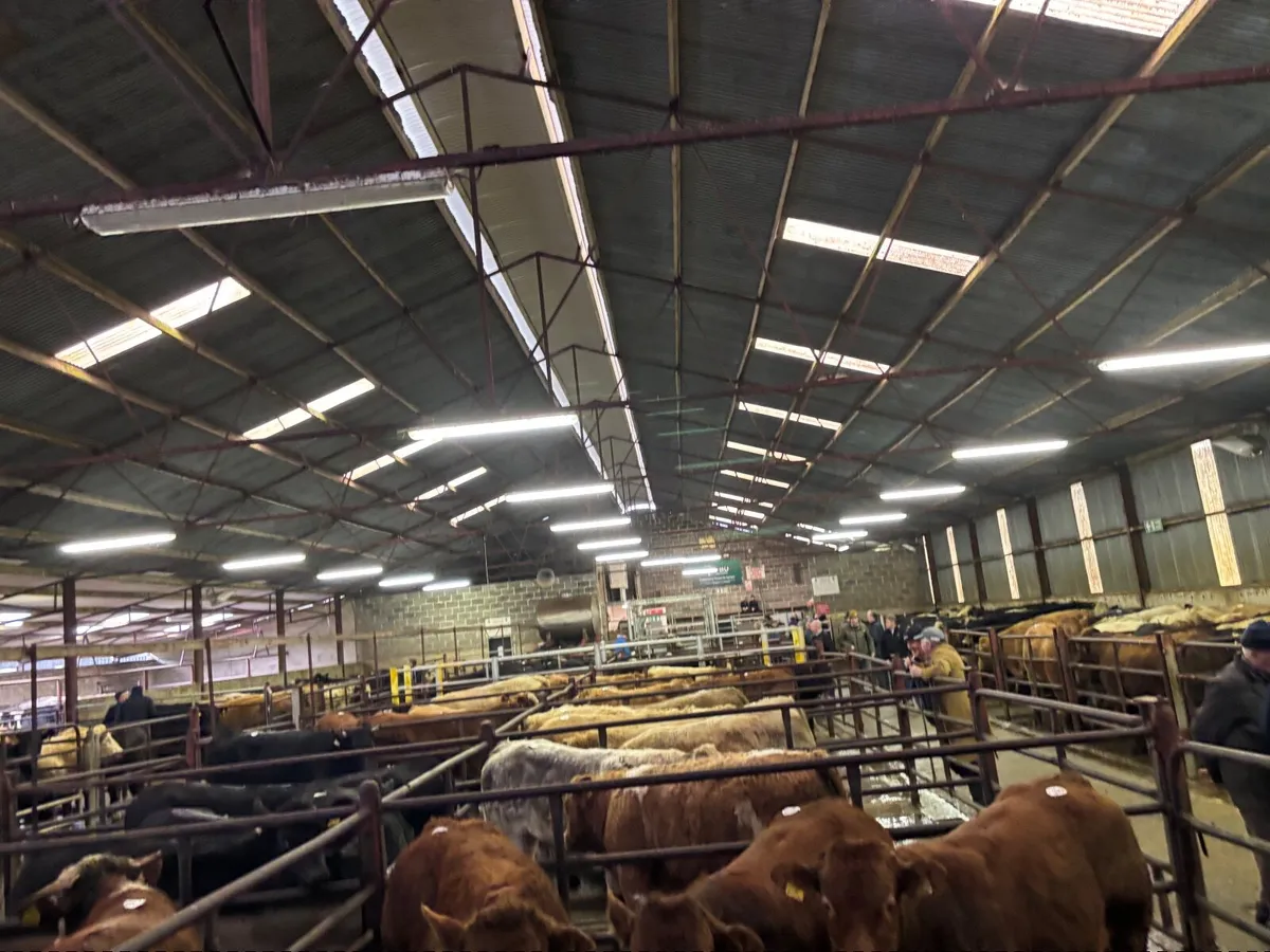 🐂NEWSFLASH!!SPECIAL ORGANIC SALE CLONES MART🐂 - Image 1