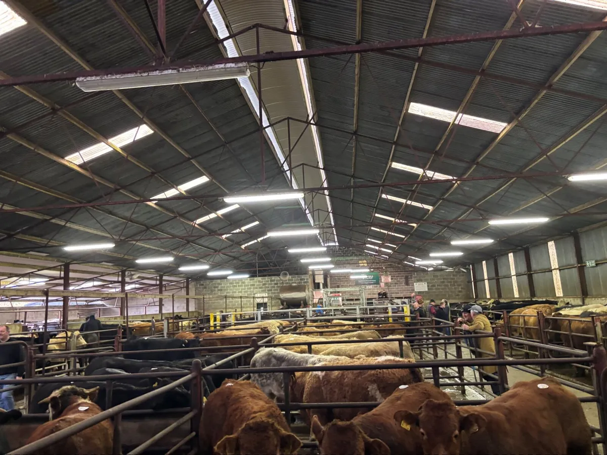 🐂NEWSFLASH!!SPECIAL ORGANIC SALE CLONES MART🐂 - Image 2