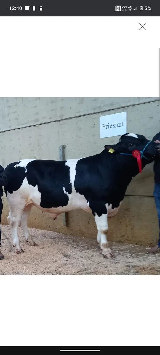 Pedigree Friesian bull wanted