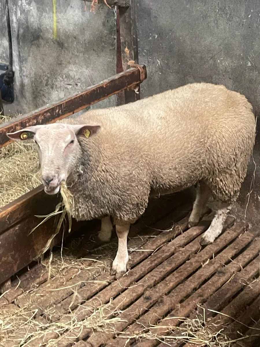 Purebred registered charollais ewe lambs - Image 2