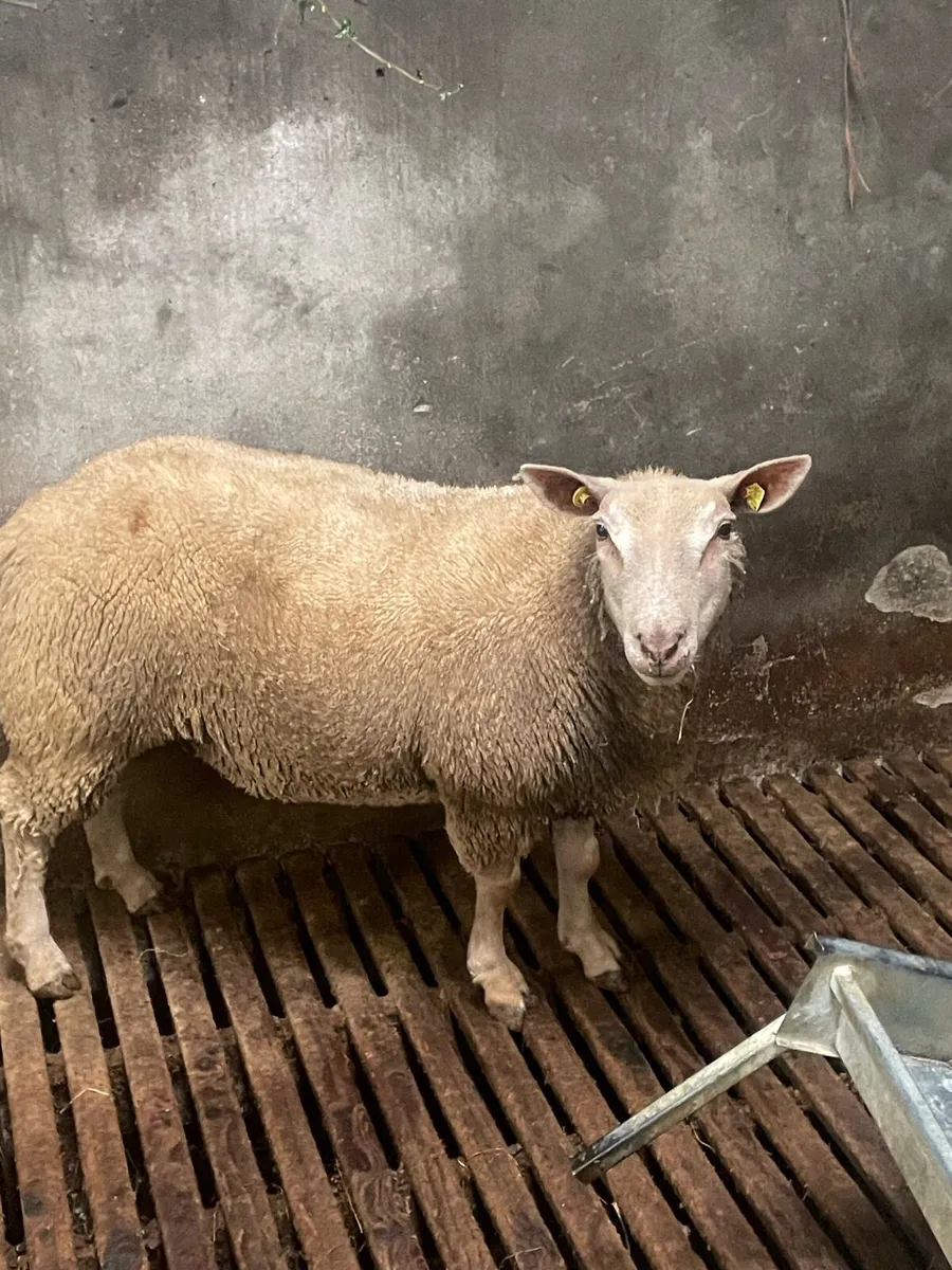 Purebred registered charollais ewe lambs - Image 3