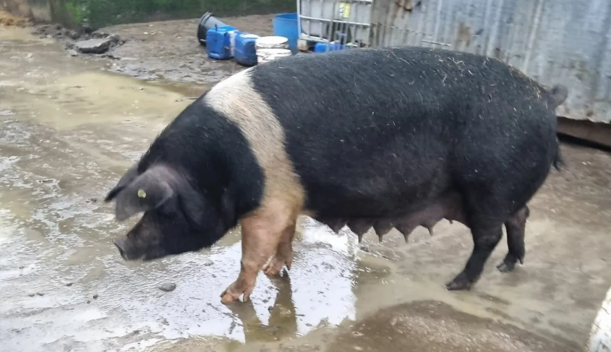 Sow pig