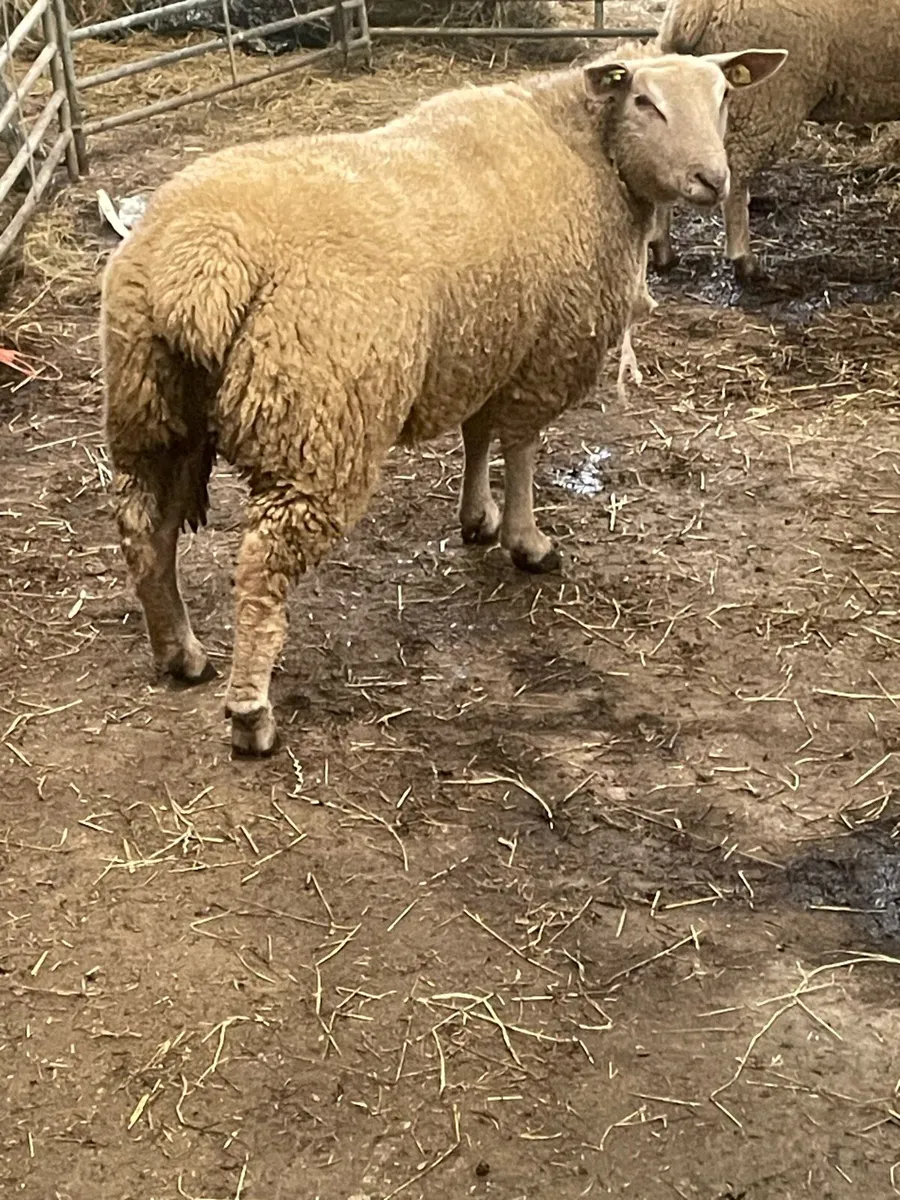 Purebred registered charollais ewe lambs - Image 4
