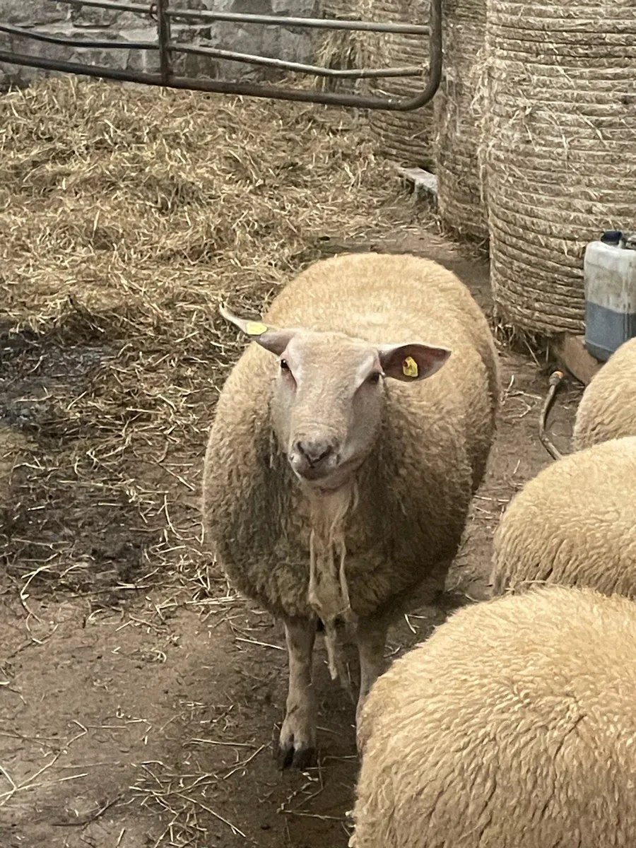Purebred registered charollais ewe lambs - Image 1