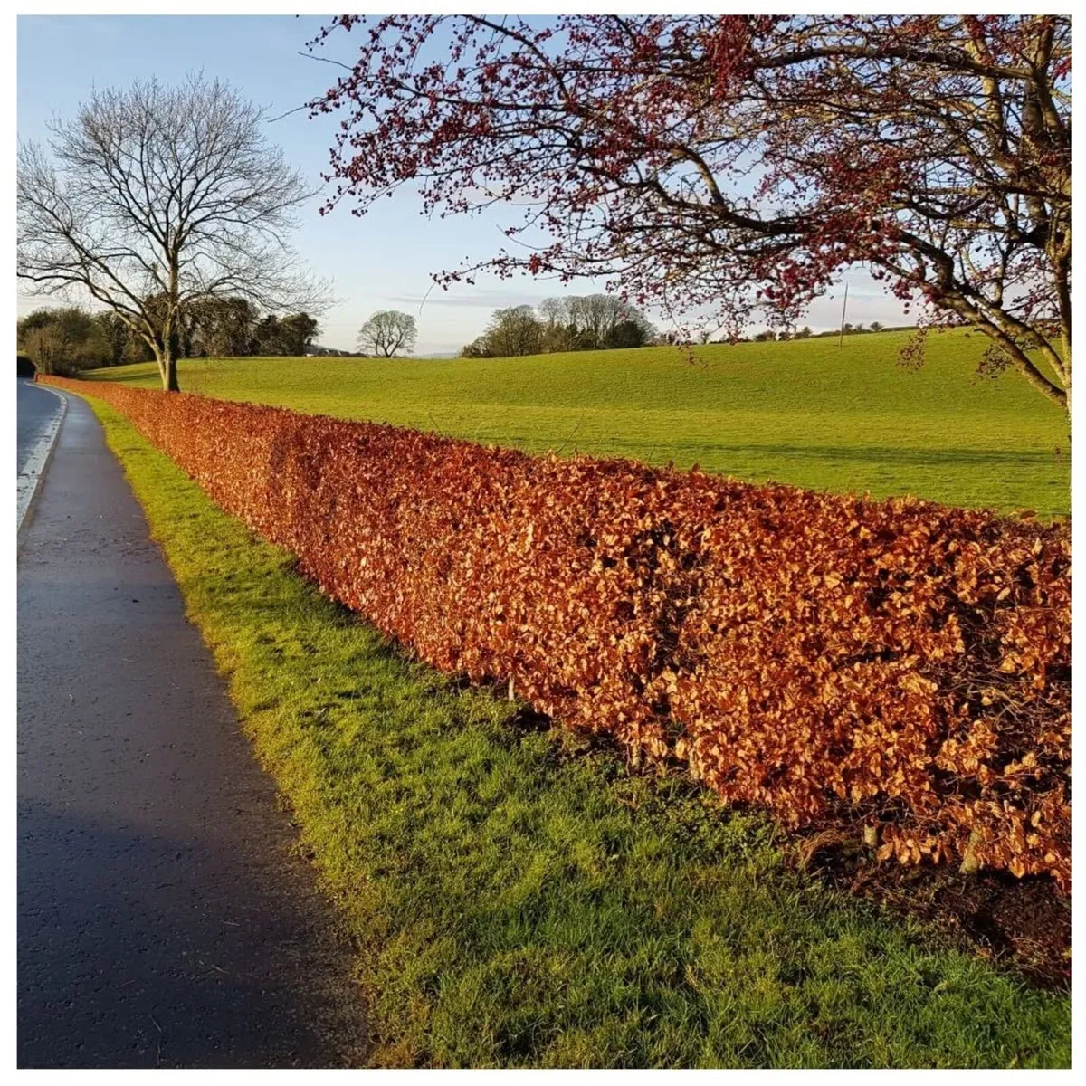 Hedging and Tree installation and sourcing - Image 2