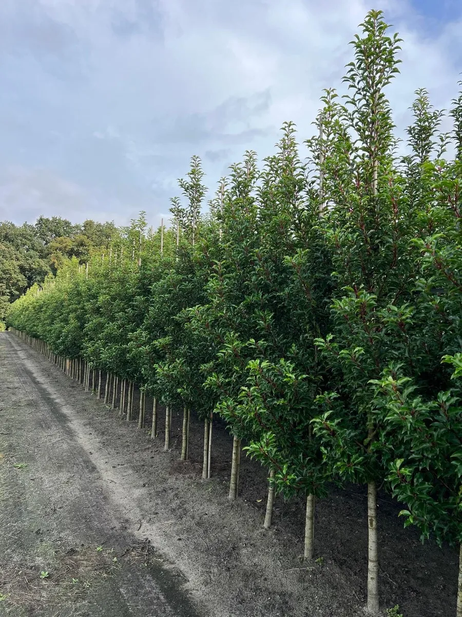 Hedging and Tree installation and sourcing - Image 3