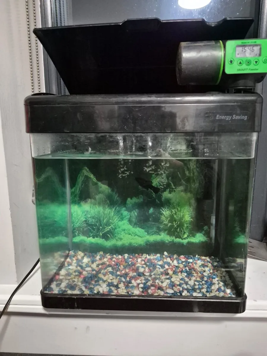 fish and fish tank - Image 1