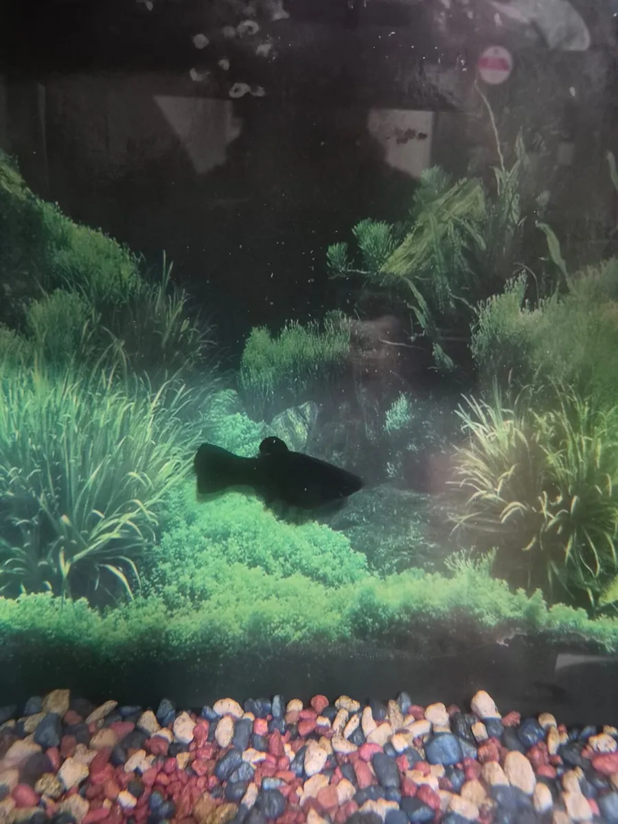 fish and fish tank - Image 2