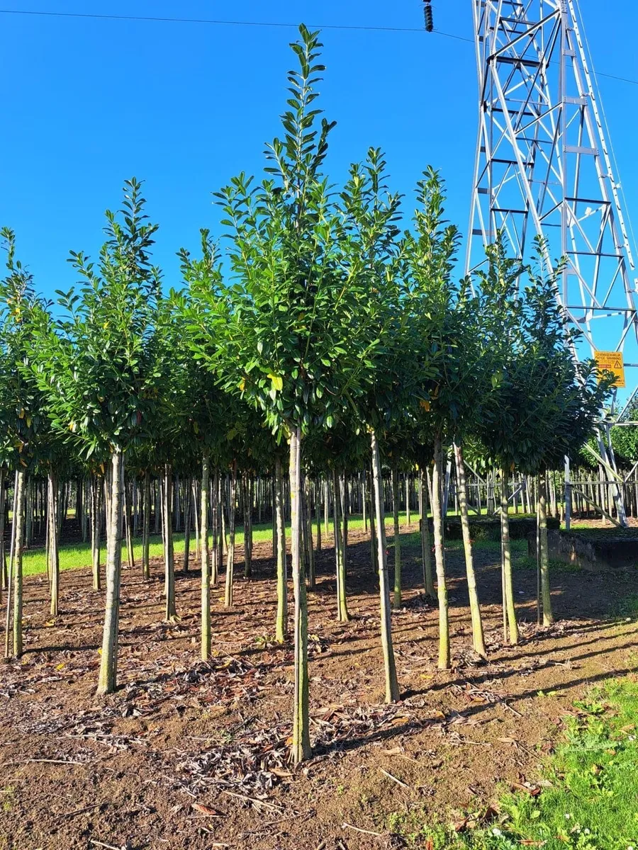 Hedging and Tree installation and sourcing - Image 1