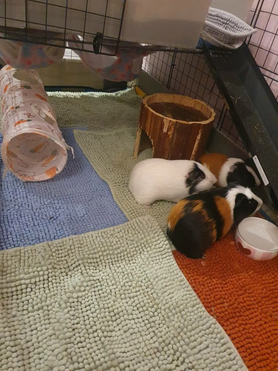Guinea pigs - Image 1