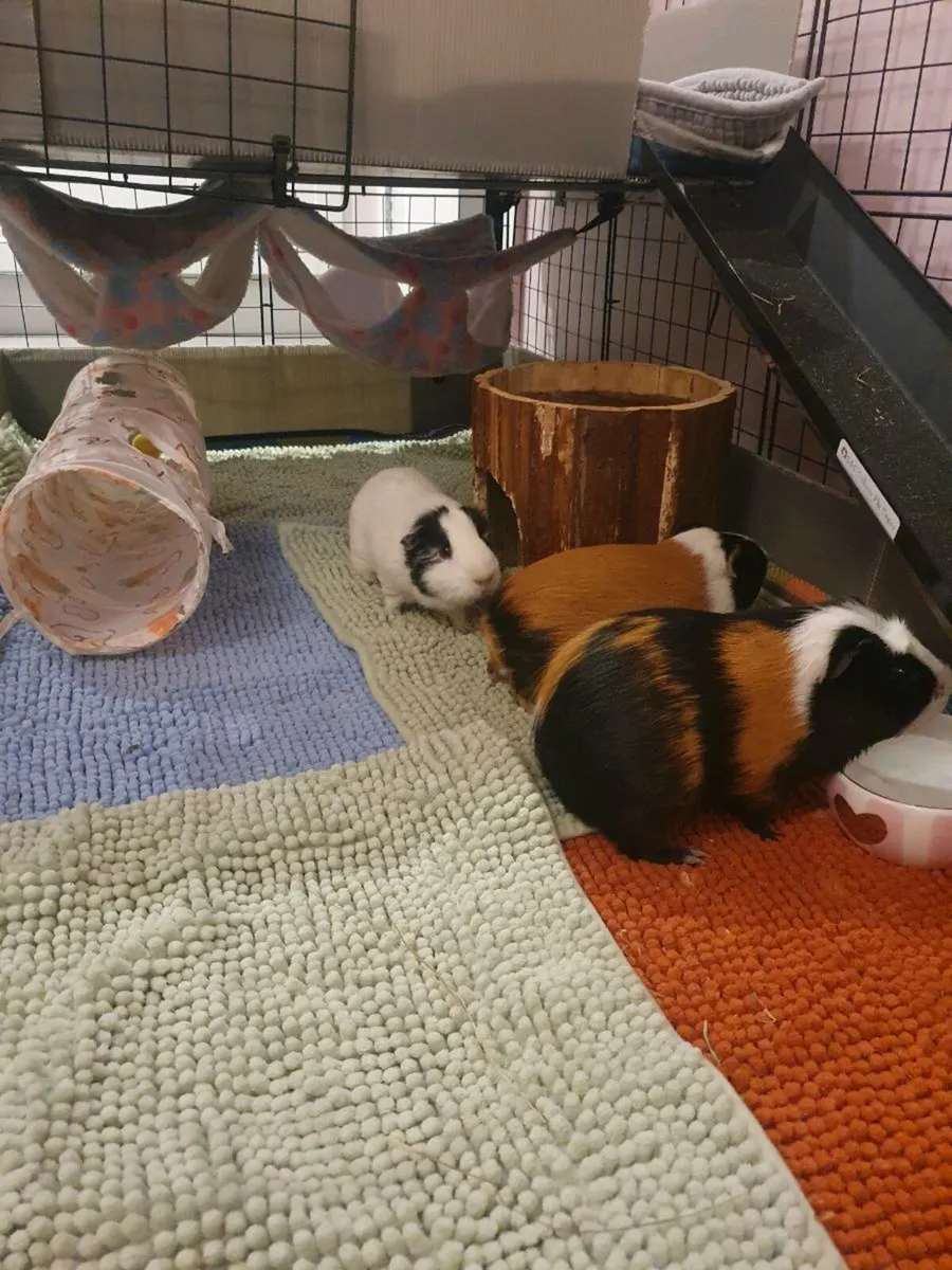 Guinea pigs - Image 2