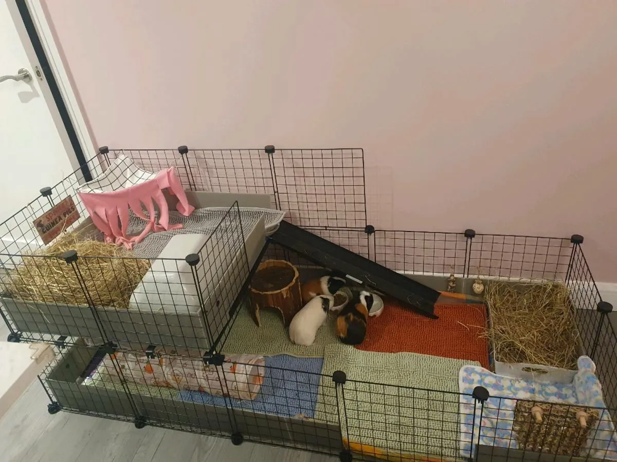 Guinea pigs - Image 3