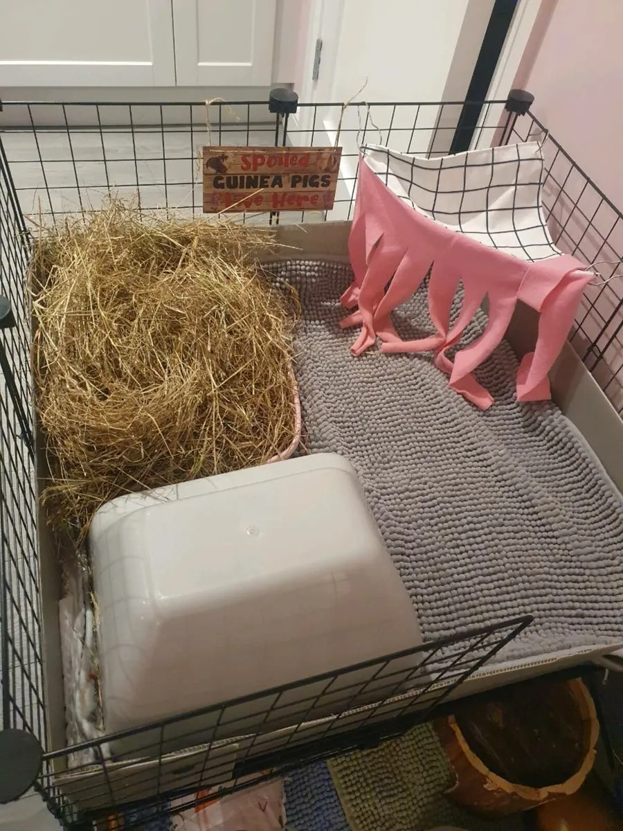 Guinea pigs - Image 4