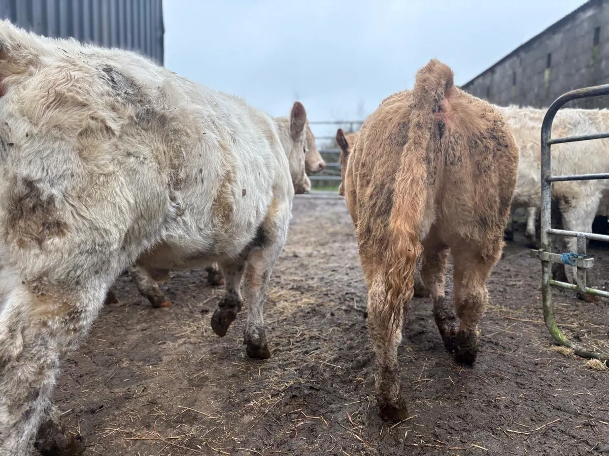 Charolais Heifer Weanlings - Image 1