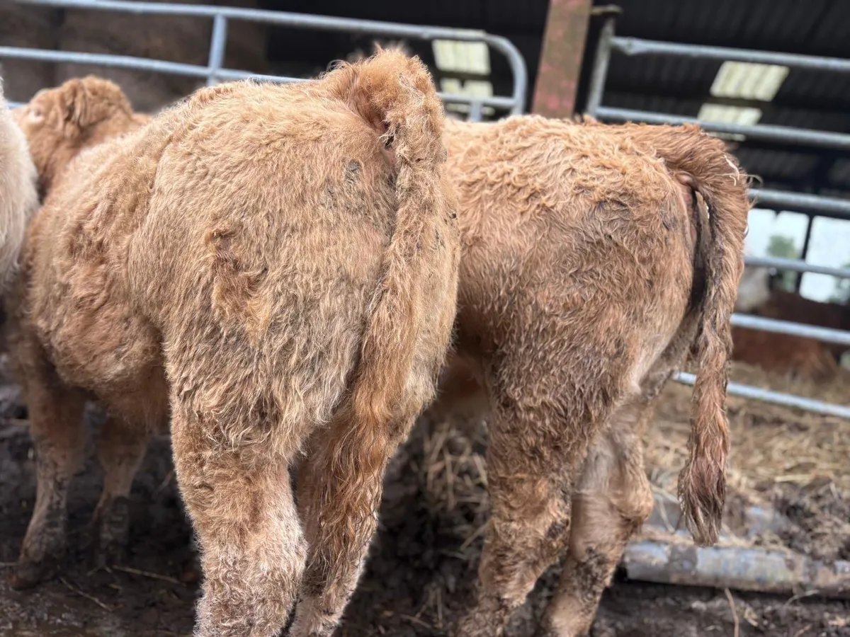Charolais Heifer Weanlings - Image 4