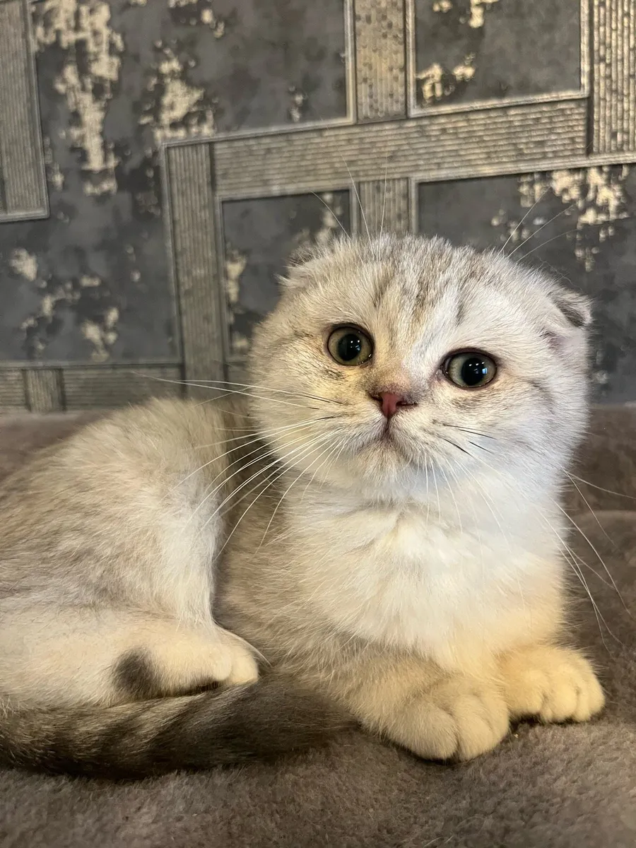 Scottish straight and fold kittens - Image 1