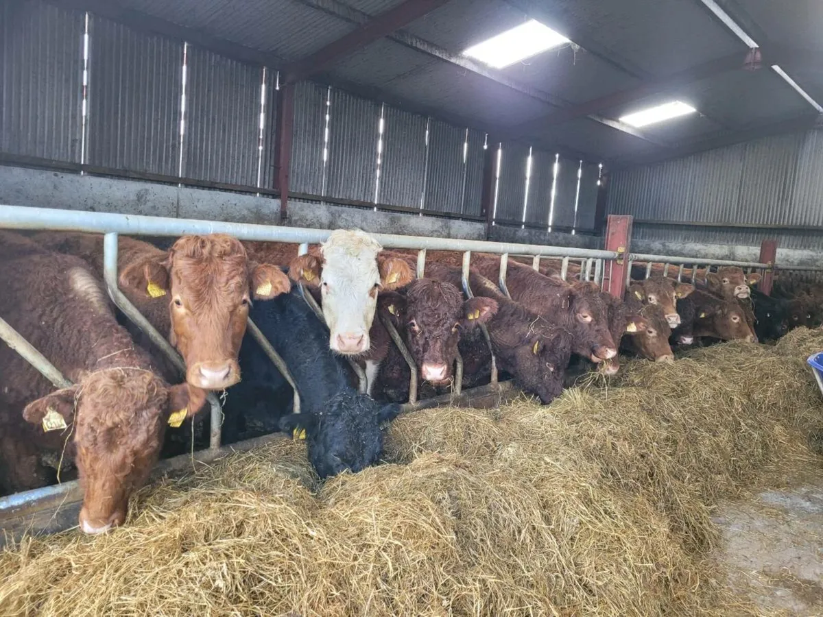 Store bullock's - Image 3