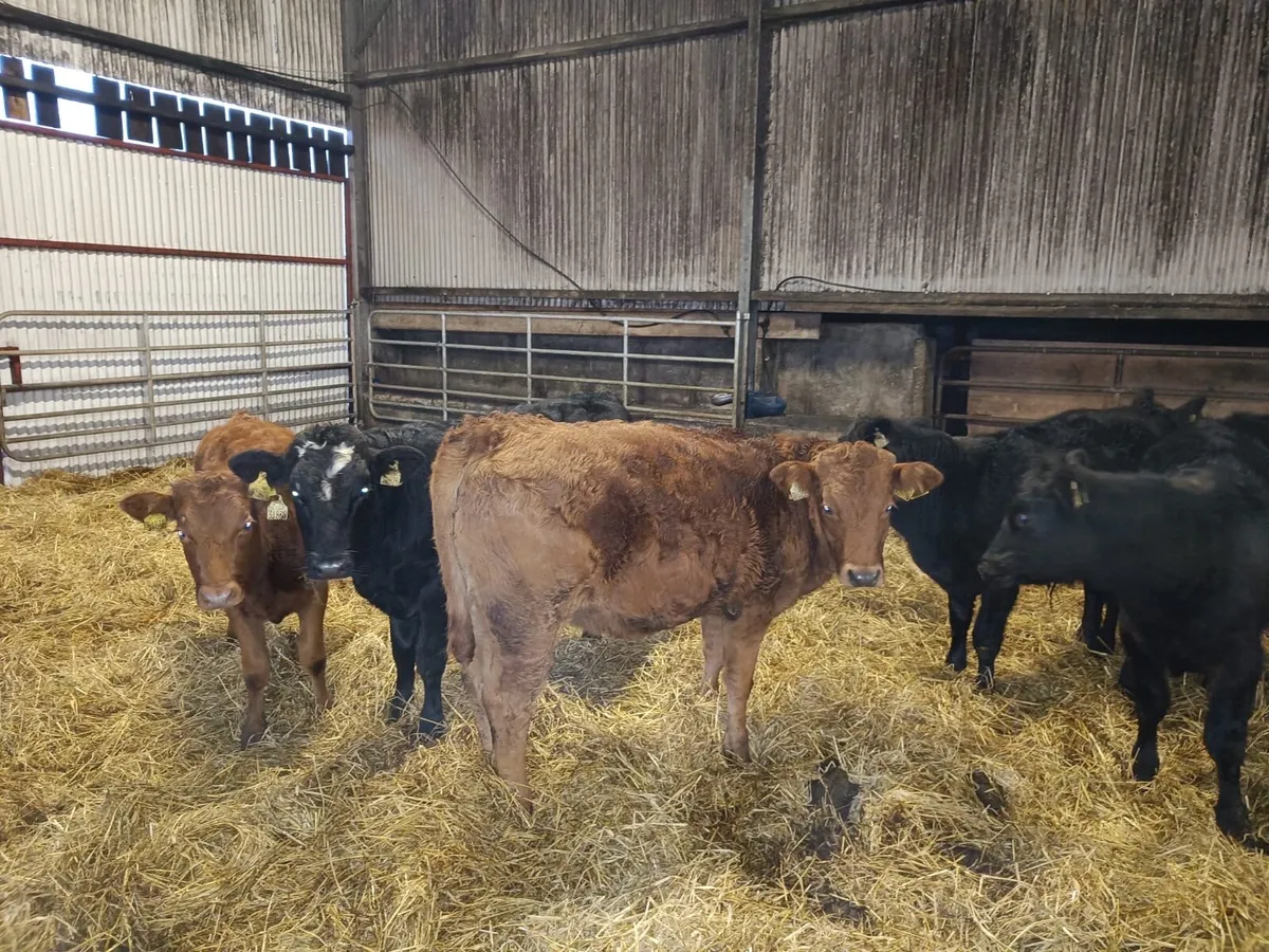 Weanling Heifers and Bulls - Image 1
