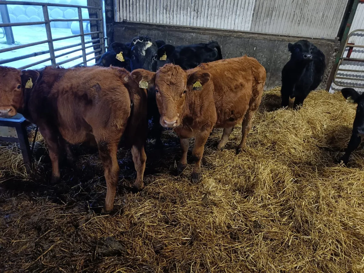 Weanling Heifers and Bulls - Image 2